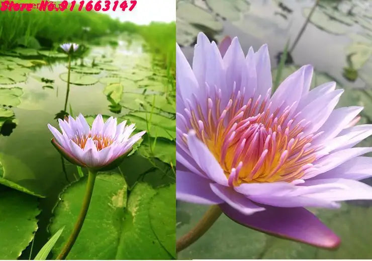 High Quality Natural Lotus Blossom Fragrant Dried Flowers Beauty Care Soap Candle Making Homemade Fragrance Home Decor Incense